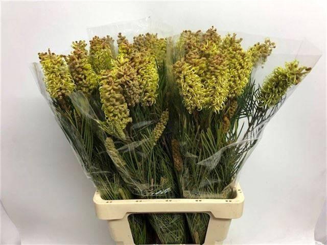 <h4>GREVI SPIDERMAN</h4>