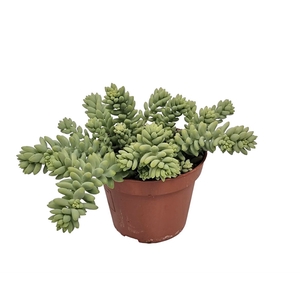 Sedum burrito
