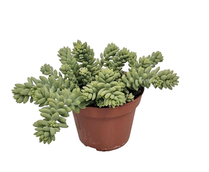 <h4>Sedum burrito</h4>