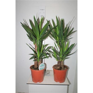 Yucca 45-20 Cm 2+