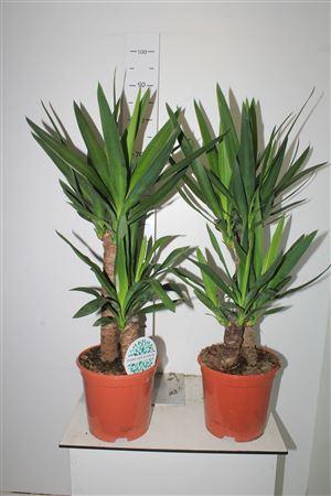 <h4>Yucca 45-20 Cm 2+</h4>