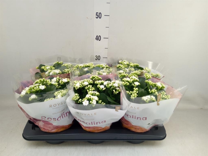 <h4>Kalanchoe blos. 'RosDon Dione'</h4>