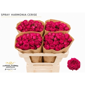 Rosa Spray Harmonia Cerise