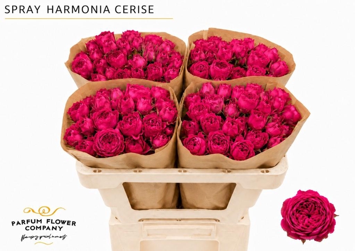 <h4>Rosa Spray Harmonia Cerise</h4>