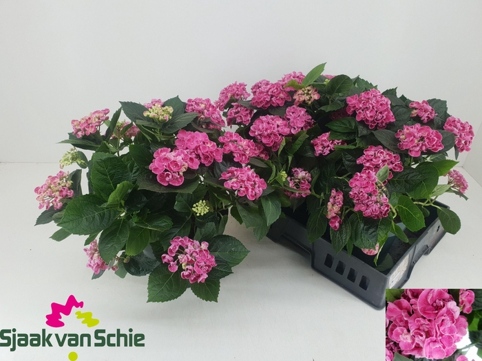 <h4>HYDR M CURLY WURLY</h4>