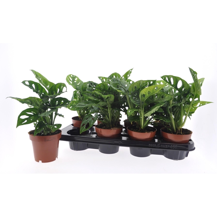 <h4>MONSTERA ADANSONII</h4>