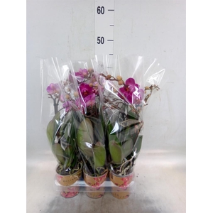 Phalaenopsis multi. 'Ant Morelia'