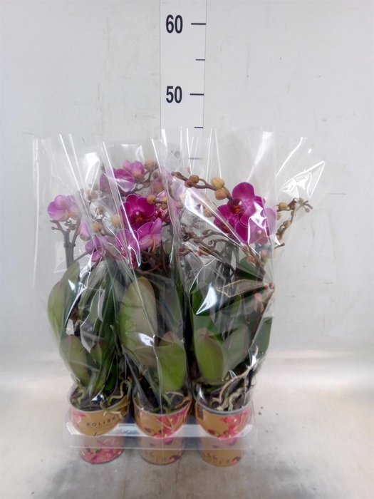 <h4>Phalaenopsis multi. 'Ant Morelia'</h4>