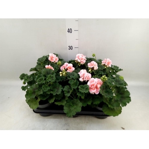 Pelargonium zona.   ...F1