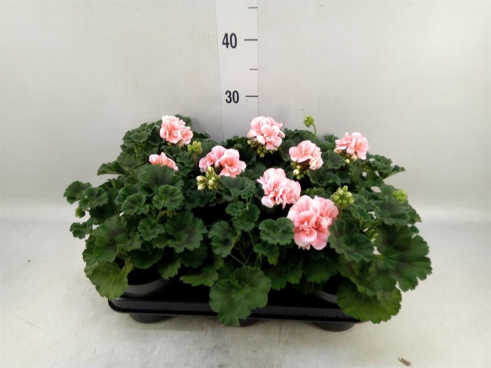 <h4>Pelargonium zona.   ...F1</h4>