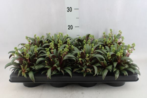 <h4>Crassula rosularis</h4>