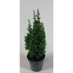 Chamaecyparis thyoides 'Top Point' P13