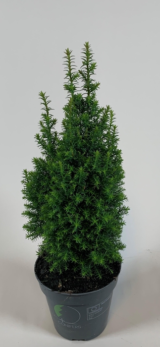 <h4>Chamaecyparis thyoides 'Top Point' P13</h4>