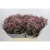 Limonium sinense Blush Diamond