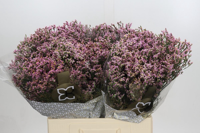 Limonium sinense Blush Diamond