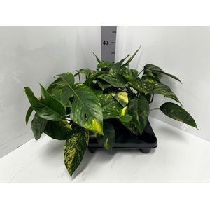 Epipremnum pinnatum Cintho Goldfinger 17Ø 35cm