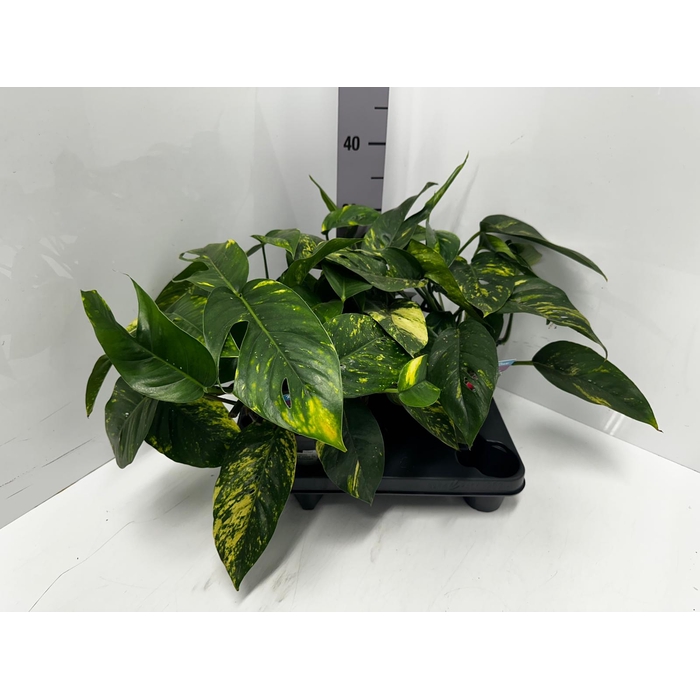 <h4>Epipremnum pinnatum Cintho Goldfinger 17Ø 35cm</h4>