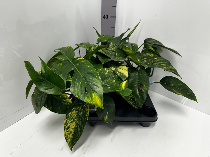Epipremnum pinnatum Cintho Goldfinger 17Ø 35cm