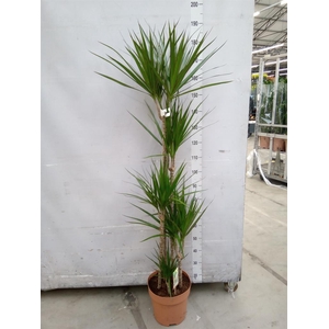 Dracaena marg.