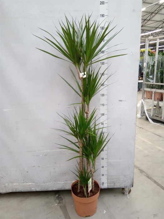 <h4>Dracaena marg.</h4>
