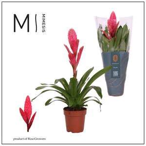 Vriesea  'Intenso Pink'
