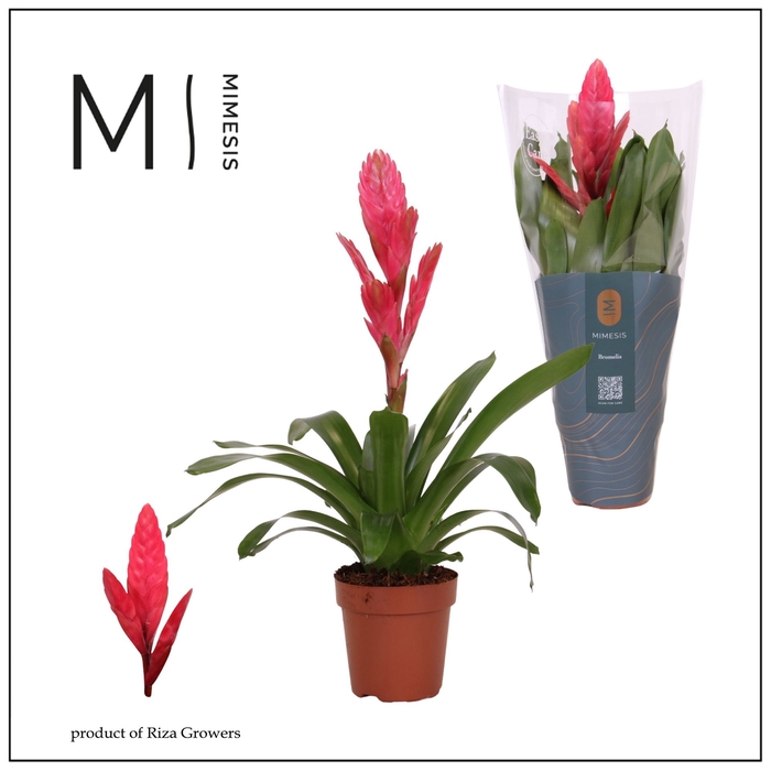 <h4>Vriesea  'Intenso Pink'</h4>