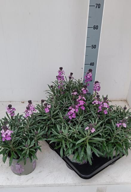 Erys Linifolium