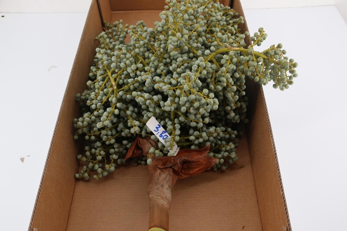 <h4>DADELS PHX PER KILO</h4>