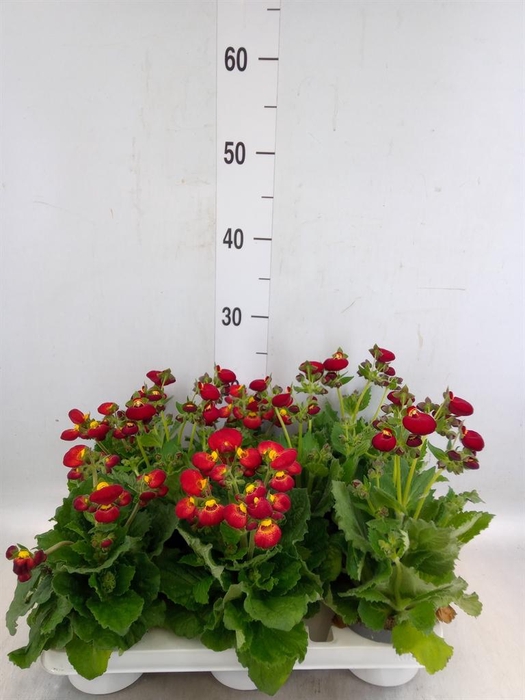 <h4>Calceolaria   ...</h4>