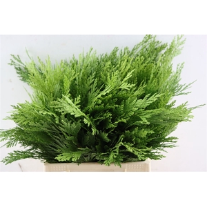 Calocedrus Decurrens