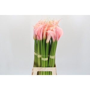 Zantedeschia Eydolls Salmon