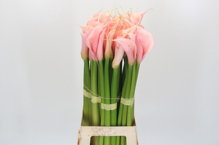 <h4>Zantedeschia Eydolls Salmon</h4>