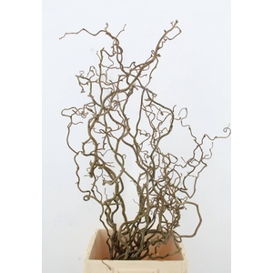 CORYLUS AV CONTORTA 2 JARIG
