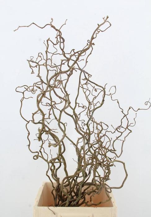 <h4>CORYLUS AV CONTORTA 2 JARIG</h4>