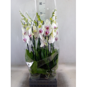 Phalaenopsis  'Red Lips'