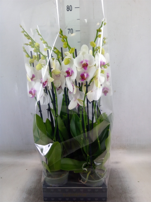 <h4>Phalaenopsis  'Red Lips'</h4>