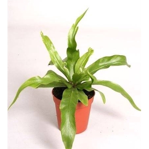 MINI ASPLENIUM ANTIQUUM