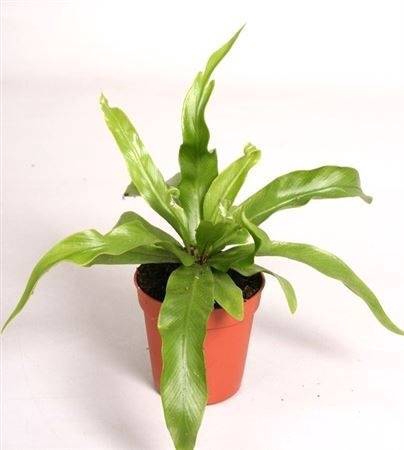 <h4>MINI ASPLENIUM ANTIQUUM</h4>