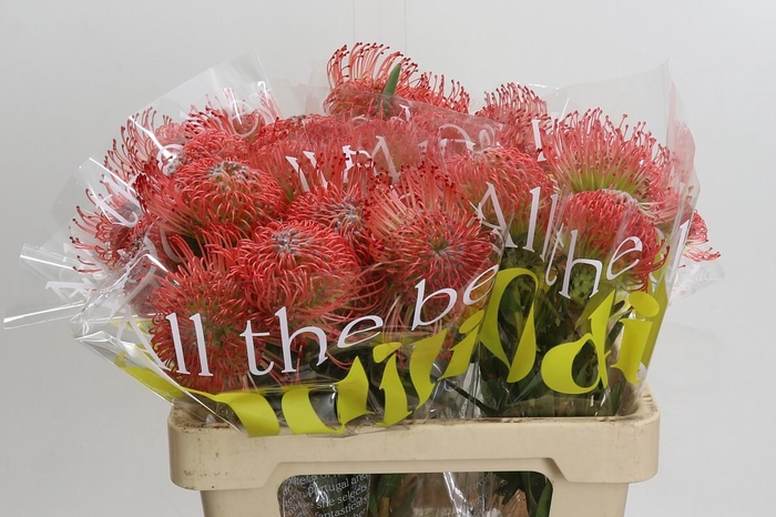 <h4>Nutans Ayoba Pink</h4>