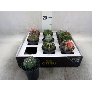Cactus   ...