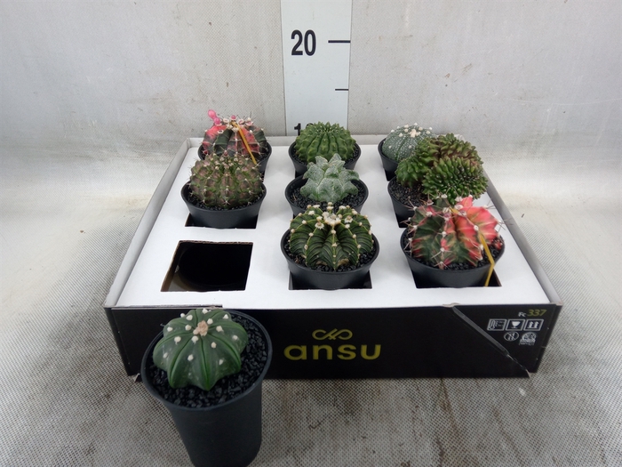<h4>Cactus   ...</h4>