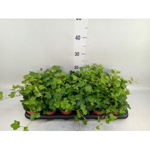 Hedera helix 'Wonder'