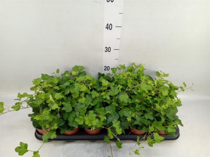 <h4>Hedera helix 'Wonder'</h4>