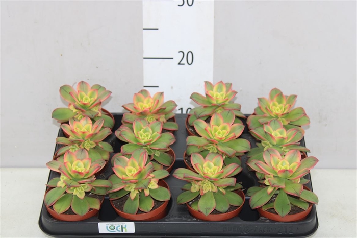 Aeonium Tricolor