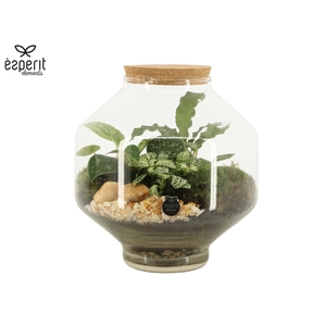90717: Terrarium arrangement