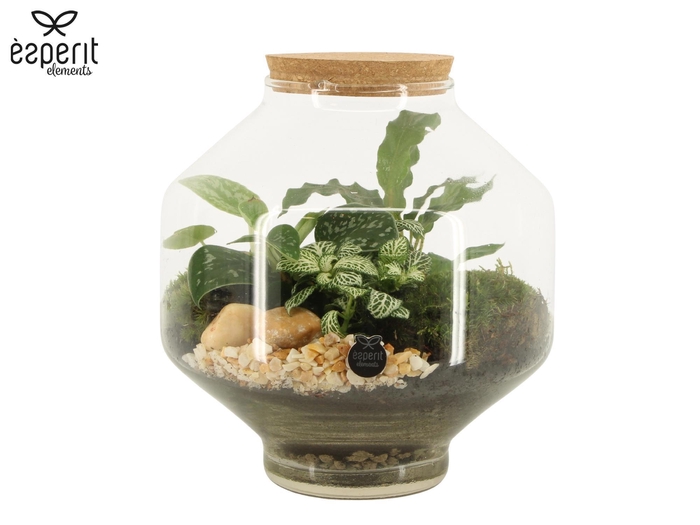 <h4>90717: Terrarium arrangement</h4>
