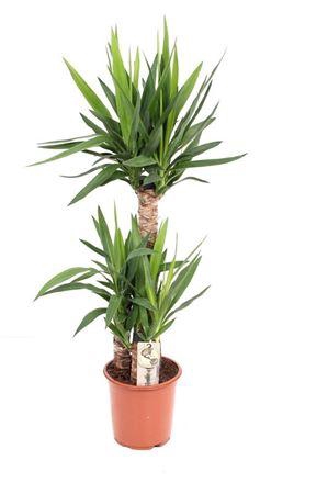 <h4>Yucca P21 60-30-20</h4>