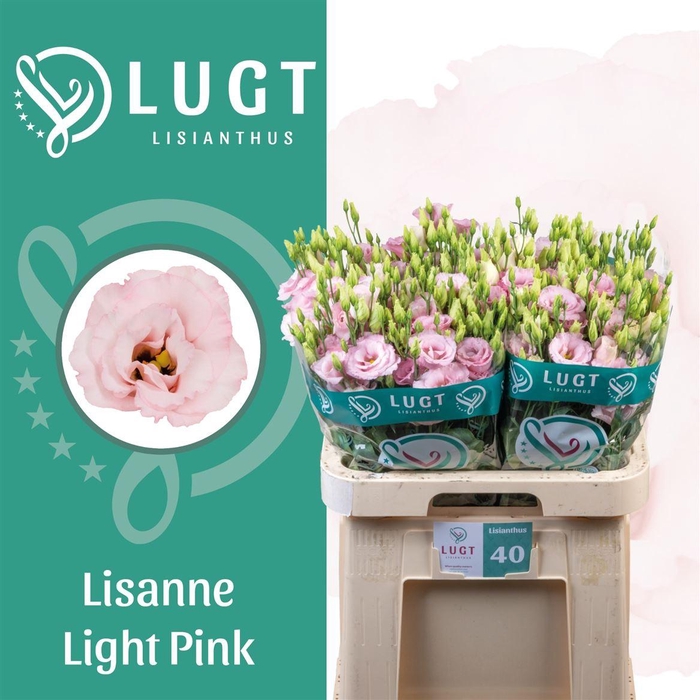 <h4>Eus G Lisanne L Pink</h4>