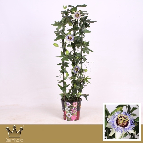 <h4>Passiflora P19 Zuil Clear Sky</h4>