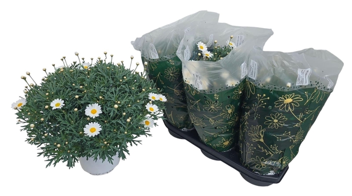 <h4>ARG STELLA 2000</h4>